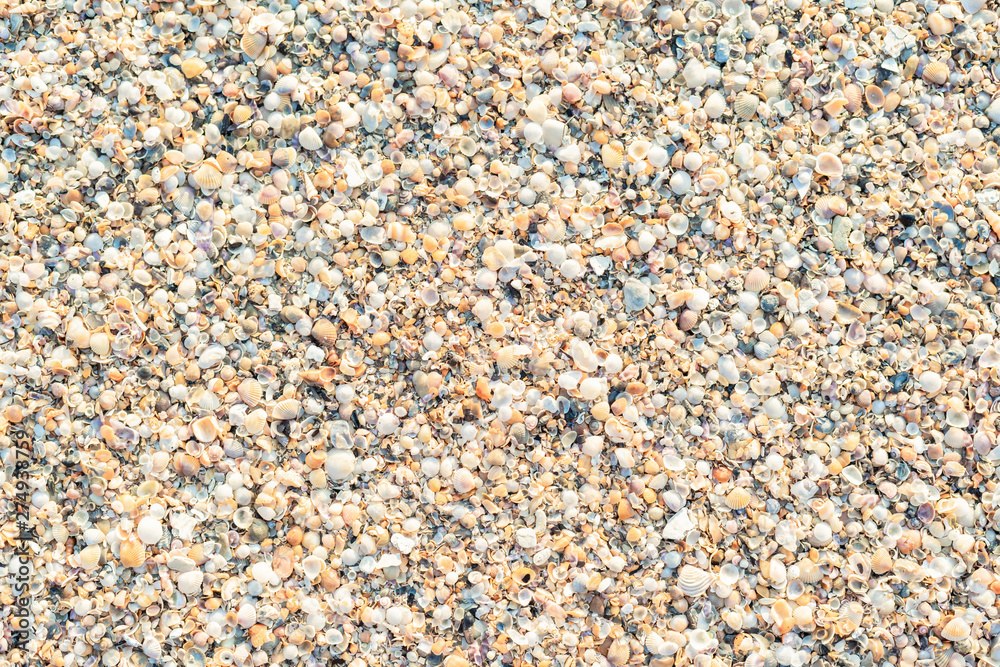 The beach is full of shells. The beach is full of shells.