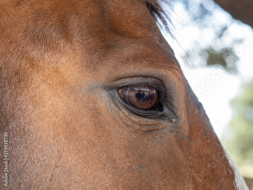 Close-up of the head of a horse © Luis