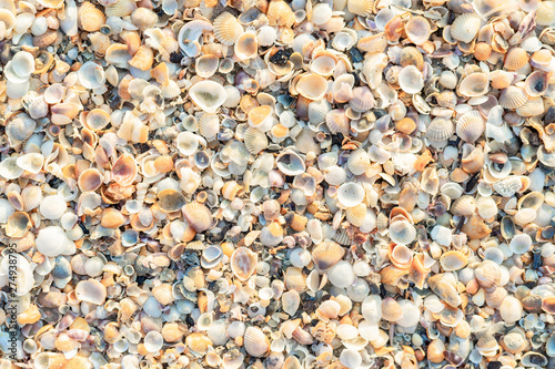 The beach is full of shells.