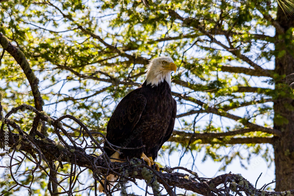 Bald Eagle perches in tree Bald Eagle perches in tree