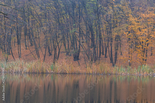 Autumn landscape of the forest on the shore of the lake