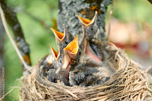 Nestling Song Thrush. Closeup baby birds with wide-open mouths await feeding. Four hungry chicks with an orange beaks in a nest on an apple tree branch