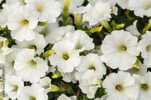 Bright white flowers on a solid background.