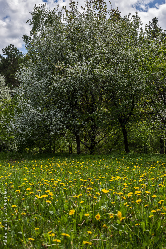 spring in the park spring in the park