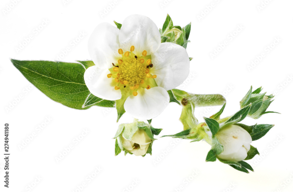 Obraz premium Erdbeerblüten