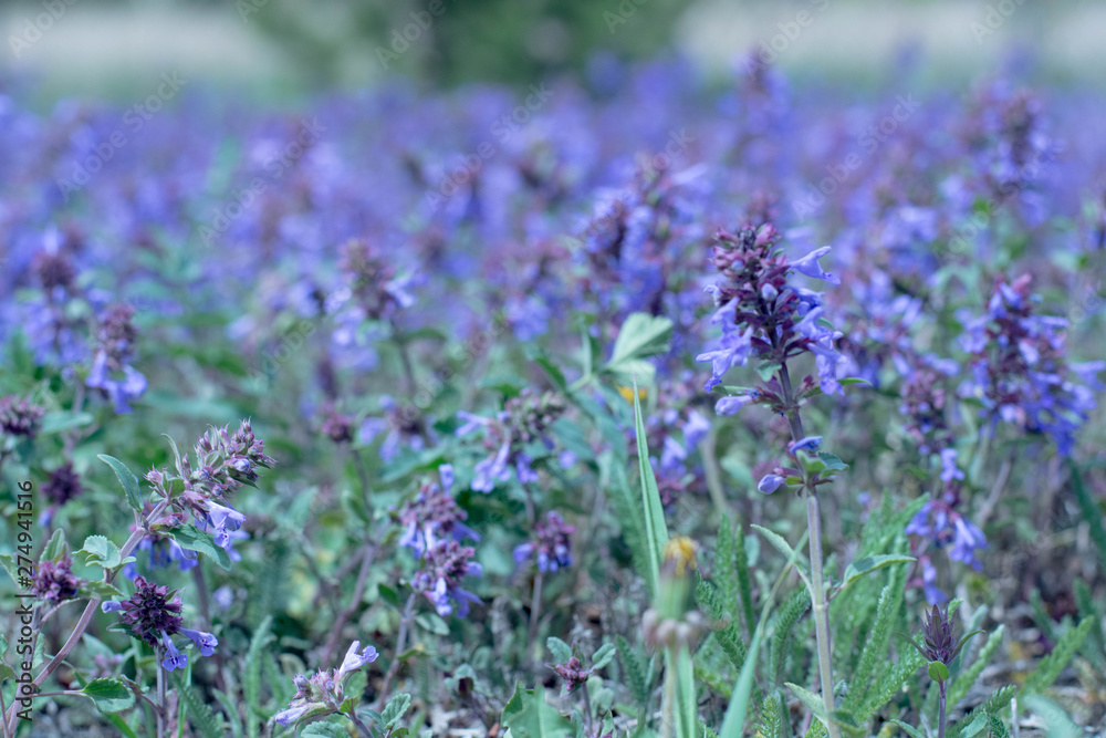 Obraz premium Lavender field in sunlight on a background of blurred flowers, close