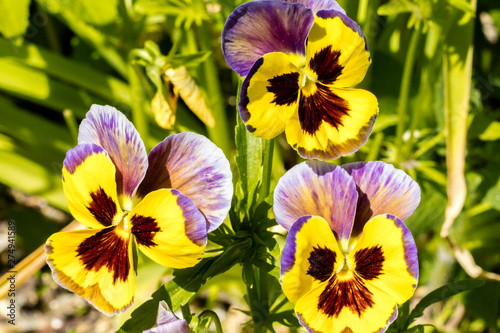 Yellow Flowers Pansies Viola. Beautiful floral background. Close up