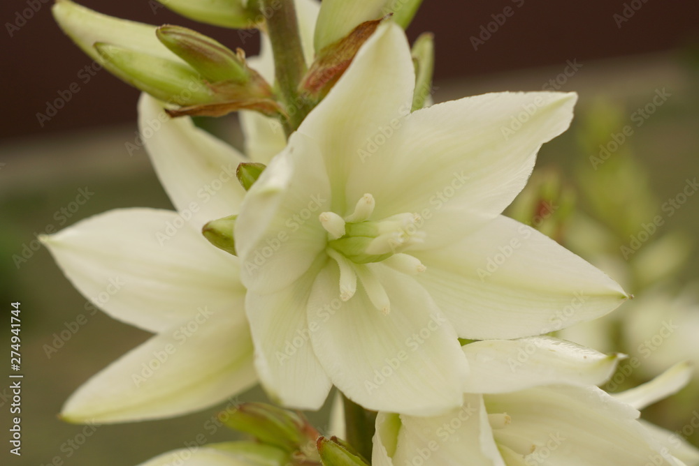 White yucca flower close up White yucca flower close up