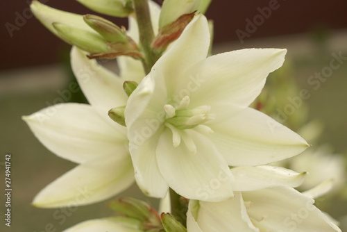 White yucca flower close up