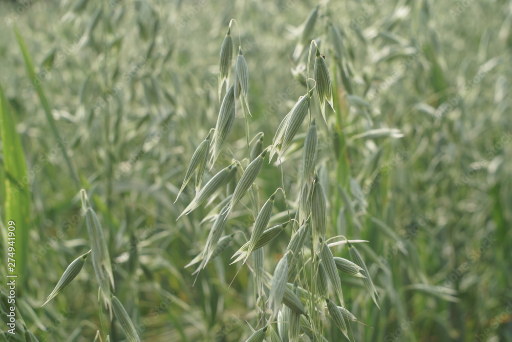 Obraz premium Green oats in the field in summer 
