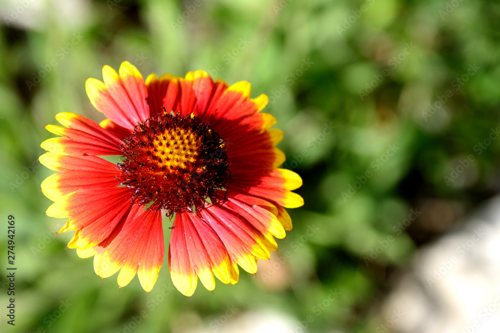 Bright yellow-red flower gaillardia on a green background on a summer day. Concept - Earth Day Bright yellow-red flower gaillardia on a green background on a summer day. Concept - Earth Day