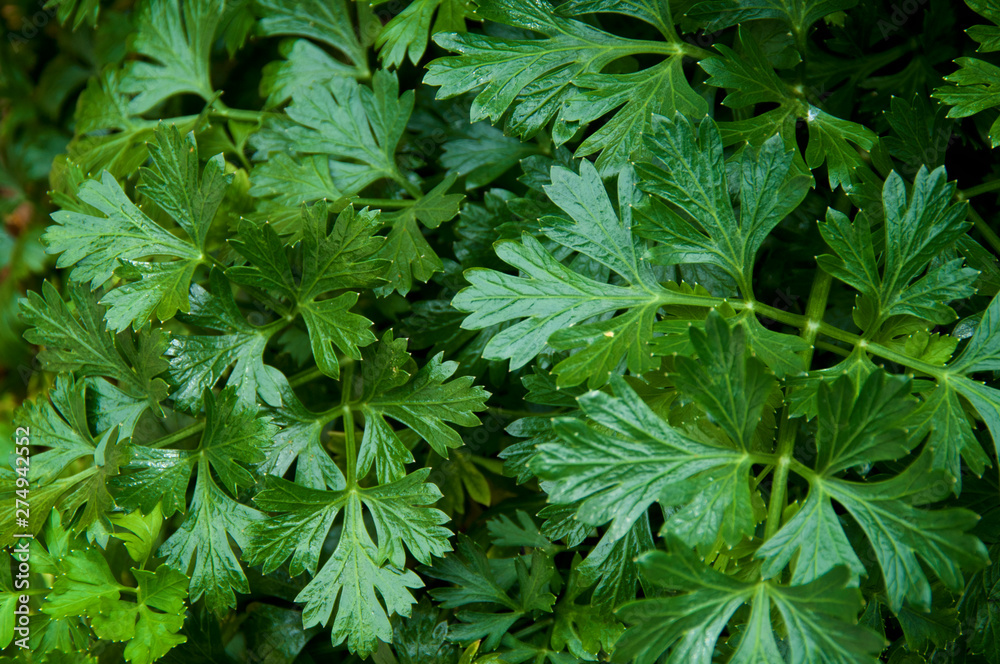 Close up of green curly Italian parsley plant leaves growing, shown from above. Close up of green curly Italian parsley plant leaves growing, shown from above.