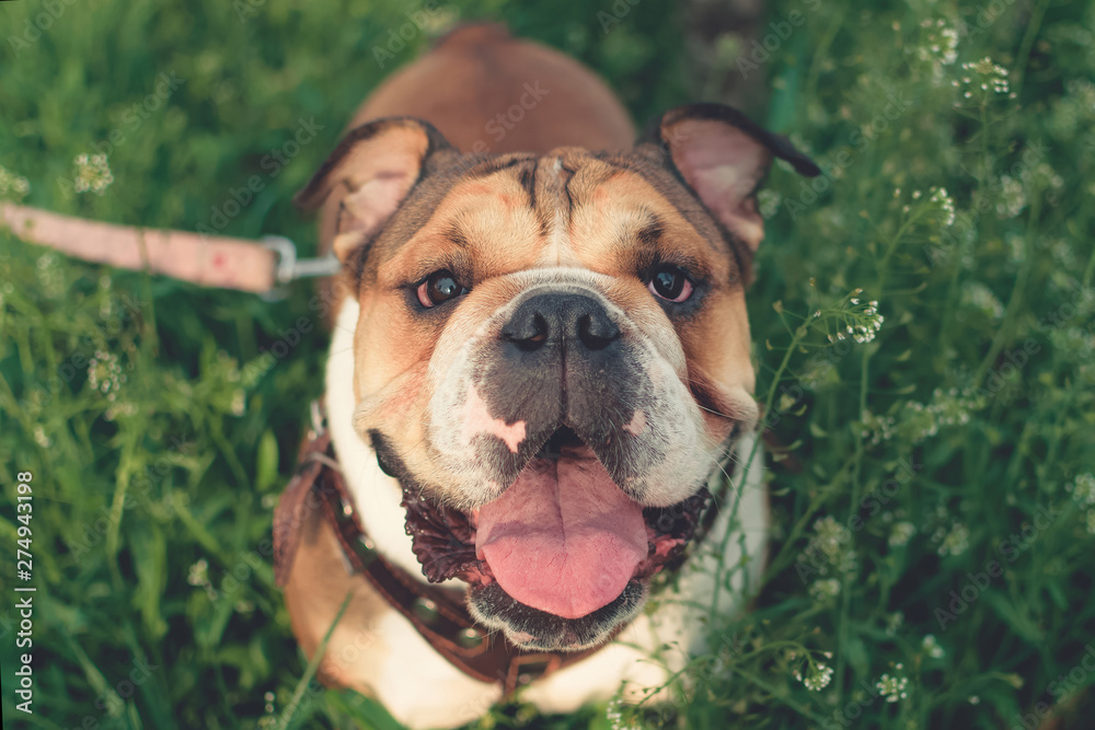 Happy bulldog runs in the meadow. Funny smiling English bulldog. Cute Young english bulldog playing in green grass.