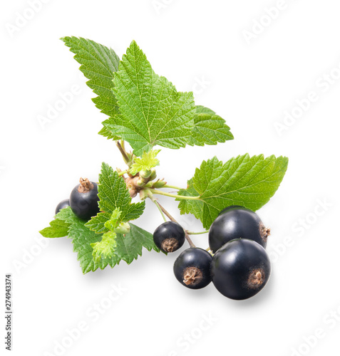 Johannisbeere