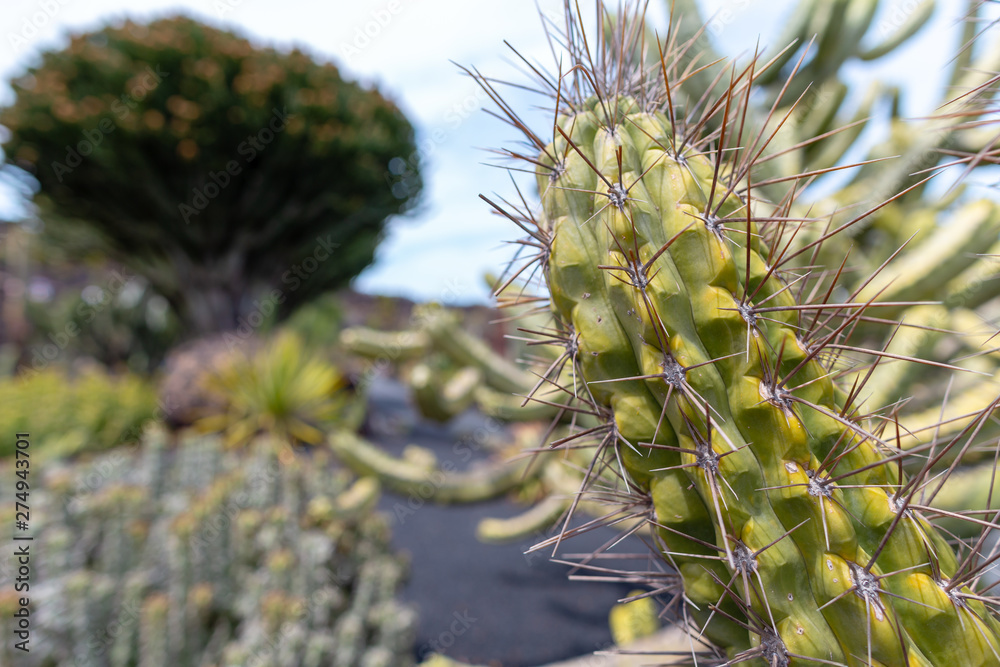 Fototapeta premium Colorful cactus plants varieties growing on volcanic lava sand soil in cactus garden near Quatiza, Lanzarote, Canary Islands, Spain.