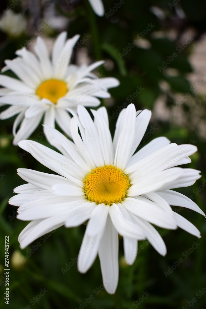 Beautiful white garden chamomile on the flower bed Beautiful white garden chamomile on the flower bed