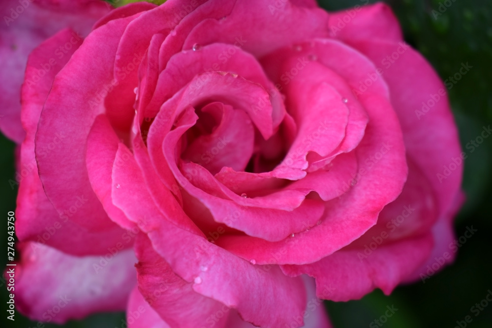 Beautiful pink rose with raindrops on the flowerbed in the garden Beautiful pink rose with raindrops on the flowerbed in the garden