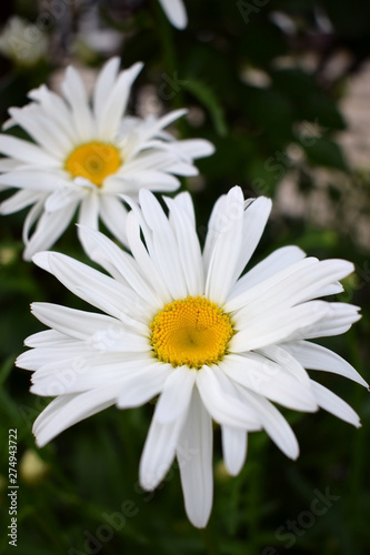 Beautiful white garden chamomile on the flower bed 