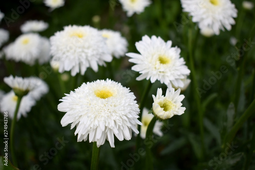 White terry chamomile on the flower bed in the garden