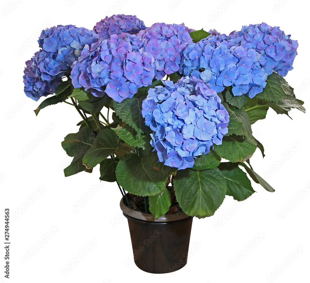 Hortensia bleu en pot Stock Photo | Adobe Stock