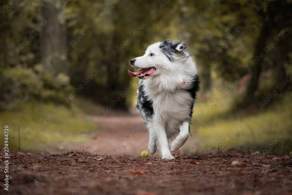 dog training in forest with his owner dog training in forest with his owner