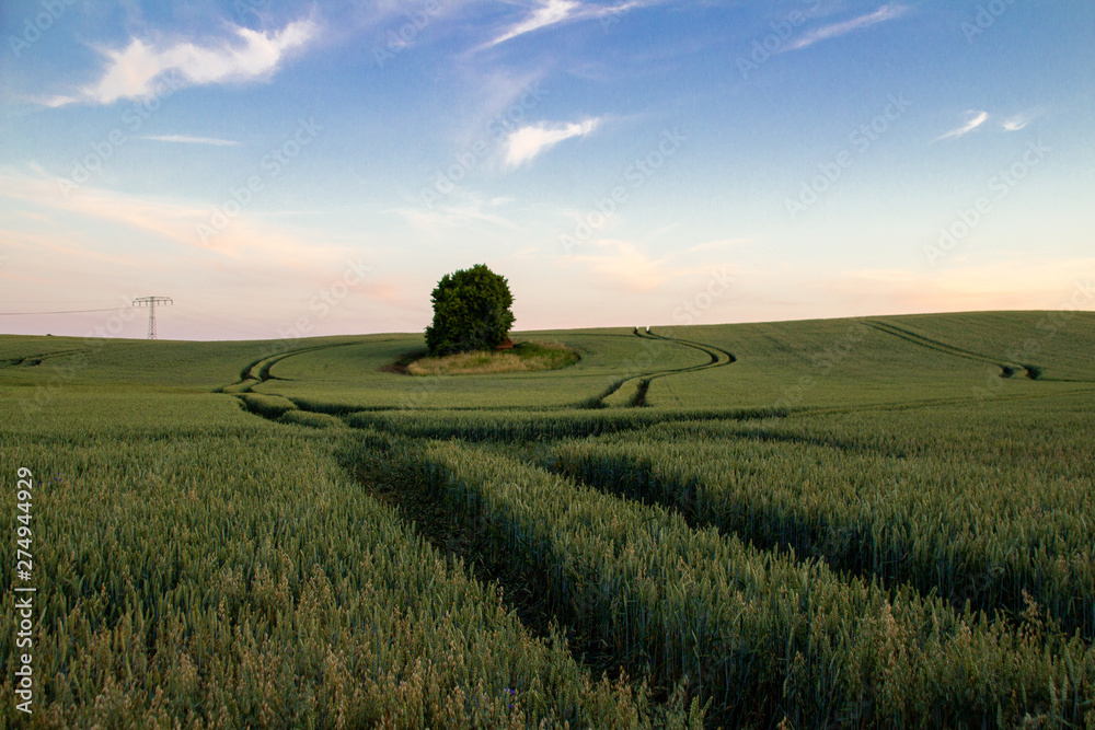 Obraz premium Getreidefeld