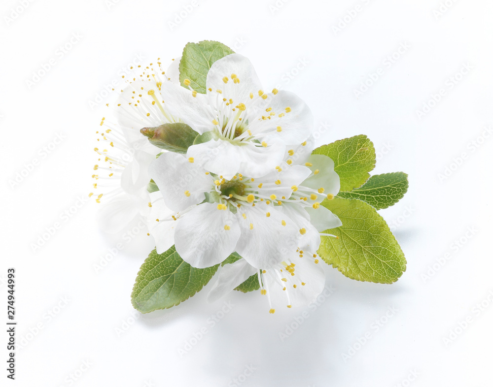 Obraz premium Pflaumenblüte