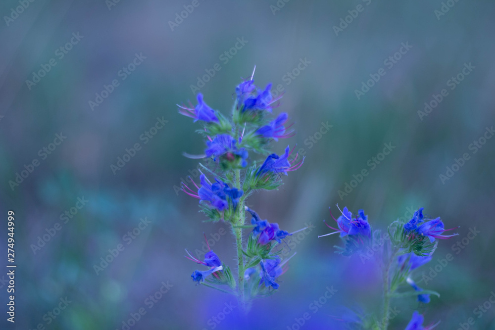 Obraz premium flowers on blue background