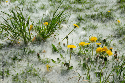 Soft carpet of down dandelions.