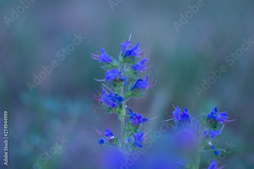 flowers on blue background