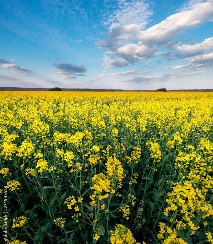 Obraz premium Yellow rape fields in Ukraine