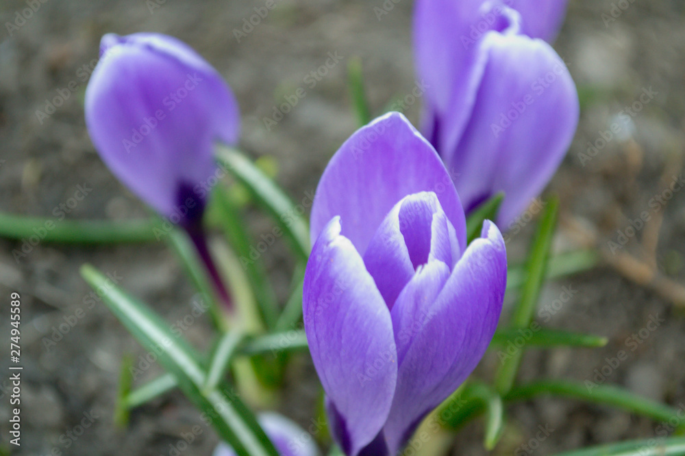 spring crocus flowers spring crocus flowers