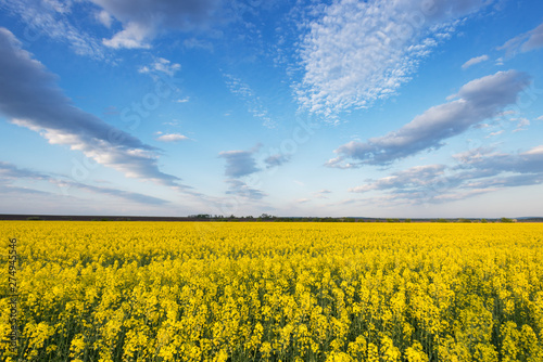 Photos Yellow rape fields in Ukraine