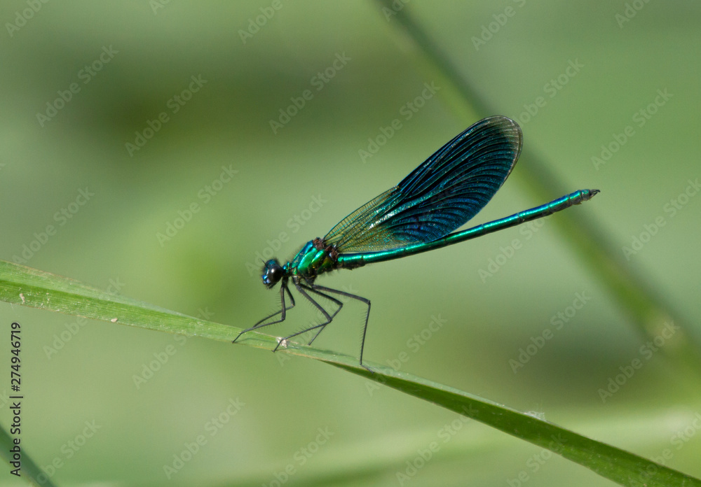 Beautiful demoiselle (Calopteryx virgo) on leaf of yellow water-lily Beautiful demoiselle (Calopteryx virgo) on leaf of yellow water-lily