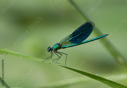 Beautiful demoiselle (Calopteryx virgo) on leaf of yellow water-lily