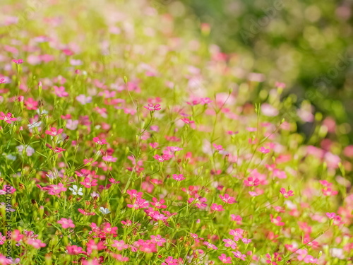 Beautiful Gypsophila flowers blossom blooming in garden with selective and soft focus.