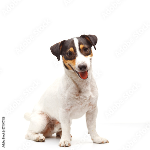 Jack Russell Terrier, one years old, sitting in front of white background