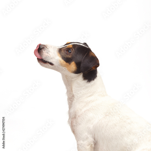 Jack Russell Terrier, one years old, sitting in sideways of white background