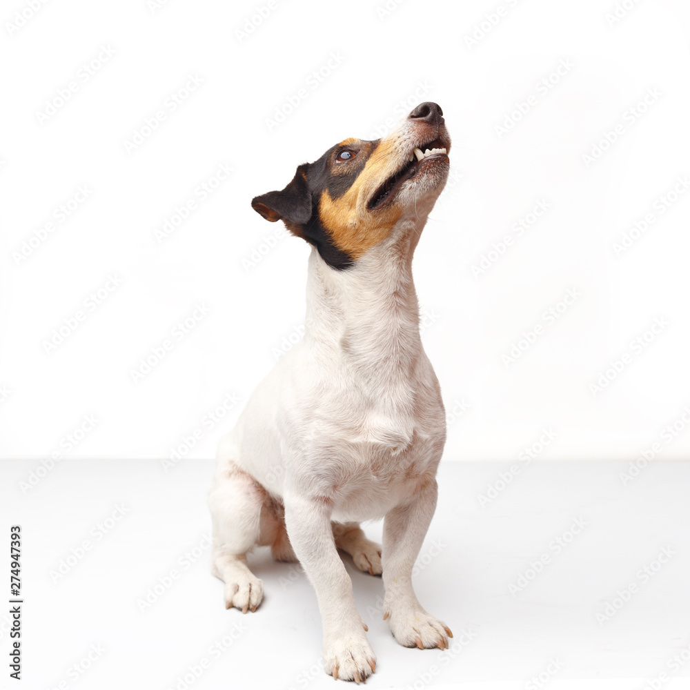 Jack Russell Terrier, one years old, sitting in front of white background