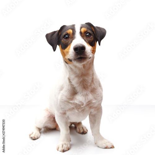 Jack Russell Terrier, one years old, sitting in front of white background © Max