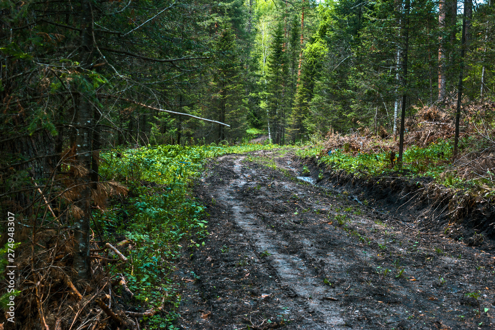 path in forest path in forest