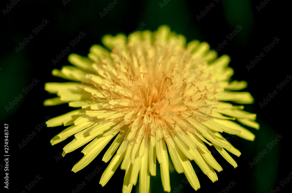 dandelion on black background dandelion on black background