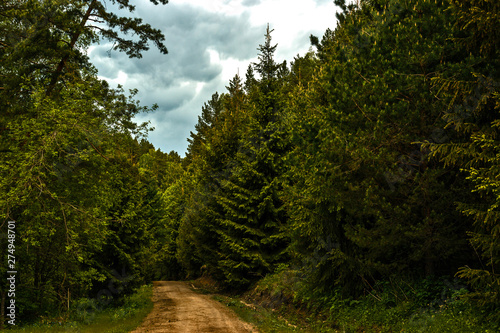 road in forest