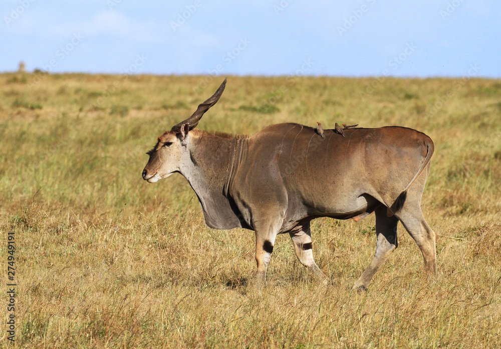 Eland male Taurotragus oryx with oxpecker birds on back walking green grass Masai Mara National Reserve Kenya East Africa Eland male Taurotragus oryx with oxpecker birds on back walking green grass Masai Mara National Reserve Kenya East Africa