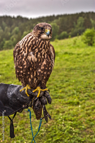 eagle in zoo