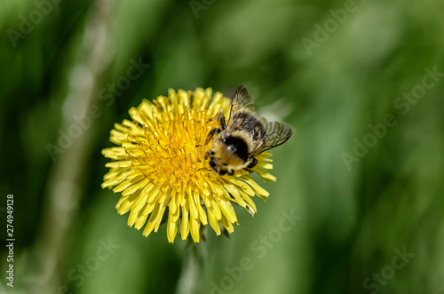 Insect on a dandelion