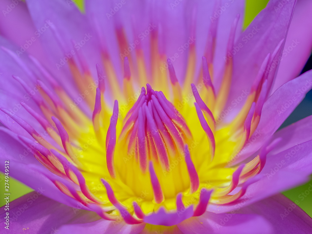 Close-up with sofe focus yellow nectar of Water Lily (Nymphaeaceae) with purple petals background. Close-up with sofe focus yellow nectar of Water Lily (Nymphaeaceae) with purple petals background.