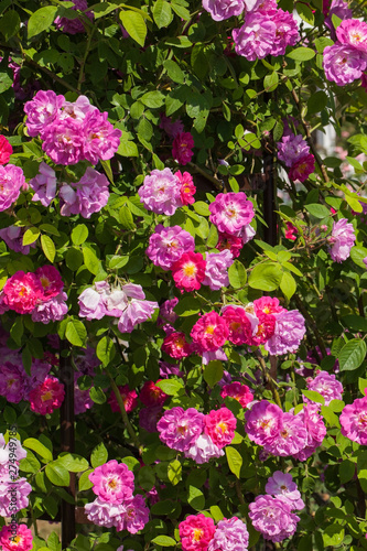 Rosa  hybrid   Miss Liberty in a summer garden