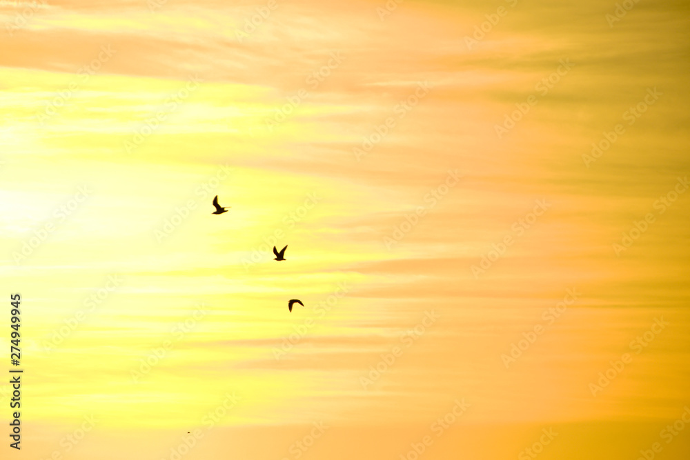 Birds flying, sunrise in the background