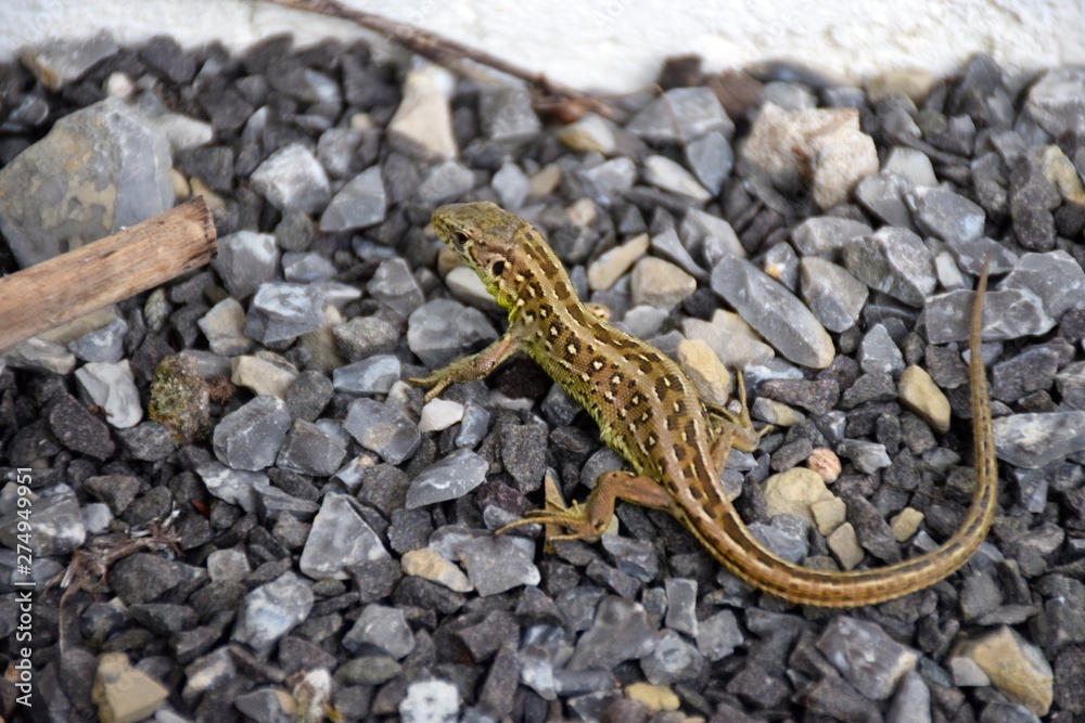 Fototapeta premium Zauneidechse Lacerta agilis